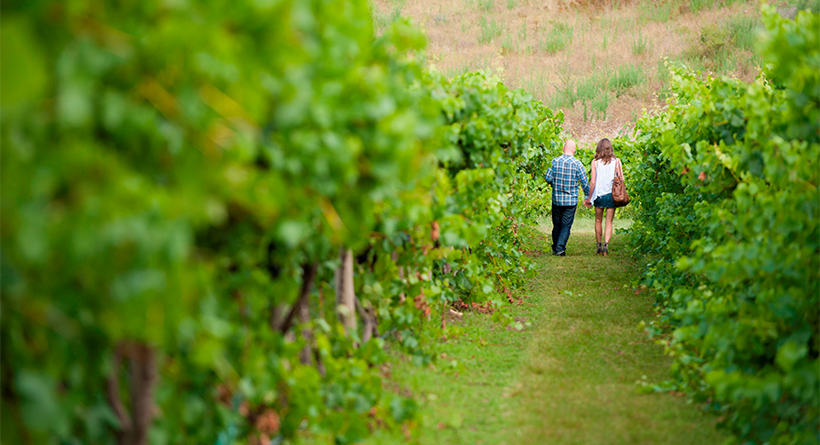 Lerida Estate walking through the vineyard